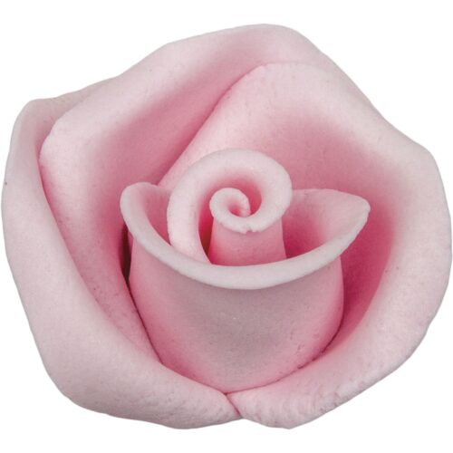 Róża 12 szt. w op.