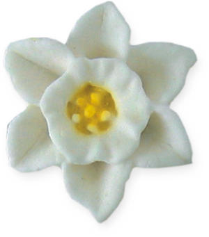 Narcyz biały  6szt.