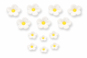 Niezapominajka biała