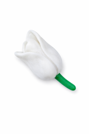 Tulipan biały 12 szt.